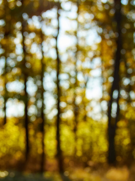 Blurred background of autumn forest with nice bokeh. Perfect as a background for studio portrait. - Fotografie, Obrázek
