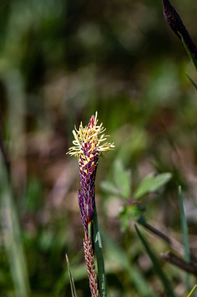 Carex caryophyllea flower growing in meadow, close up - Foto, Imagen