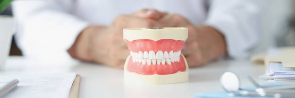 Стоматолог и макет красивые даже белые зубы. Концепция услуг стоматологической клиники - Фото, изображение
