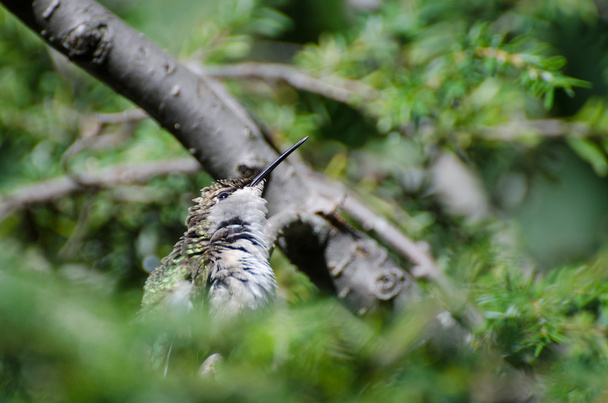Gekräuselte Kolibris auf der Suche nach Ärger - Foto, Bild