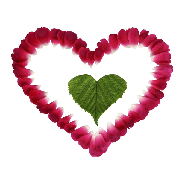 πράσινο φύλλο στην καρδιά από πέταλα σε λευκό φόντο - Φωτογραφία, εικόνα