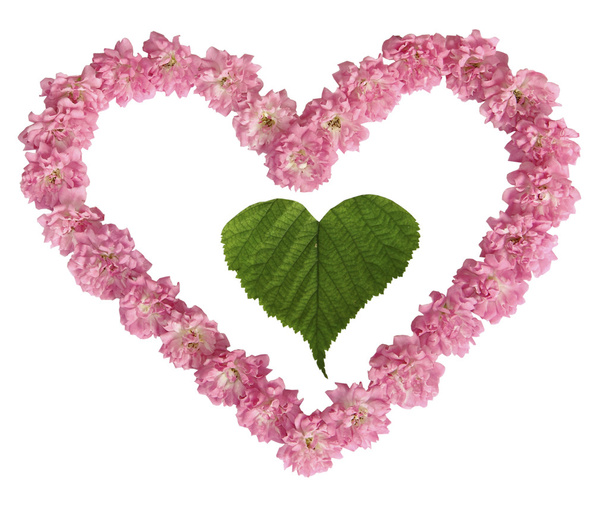 Vihreä arkki sydämessä vaaleanpunaisista ruusuista valkoisella taustalla
 - Valokuva, kuva