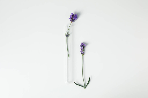 Concept of biology research with flowers, top view - Foto, Bild