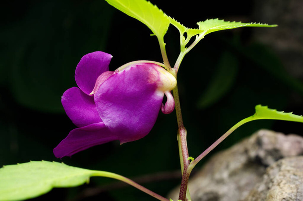 Beauty impatiens psittacina, parrot flower at Doi Luang Chiang Dao mountain, Chiang Mai, Thailand - Photo, Image