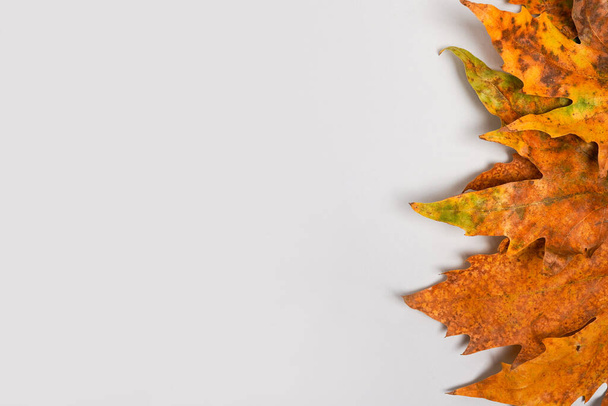 Herbst-Karte mit farbigen fallenden Blättern auf grauem Hintergrund, Kopierraum - Foto, Bild