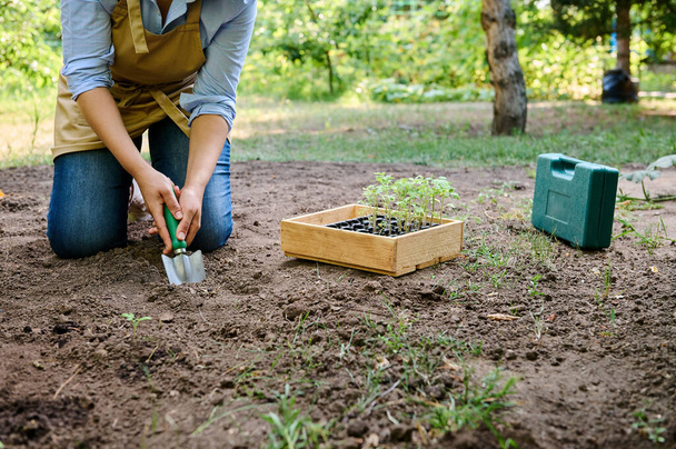 Close-up of female farmer agronomist digging loose soil, making a hole for planting seedlings in open ground in spring. Wooden crate with germinated seedling and garden tools on the field. Eco farming - Photo, Image