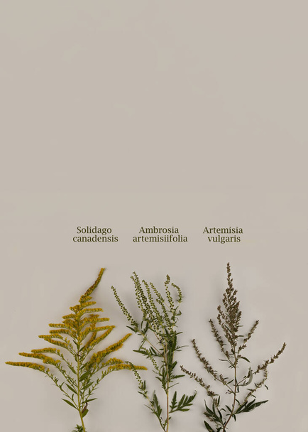Vergelijking van ragweed, goudstaaf en alsem bloemen. Bloeiende Ambrosia artemisiifolia is een gevaarlijke allergene plant, onkruid struiken stuifmeel veroorzaakt allergieën. Wereld Allergie Bewustmakingsdag. Tekst Naam van de plant. - Foto, afbeelding