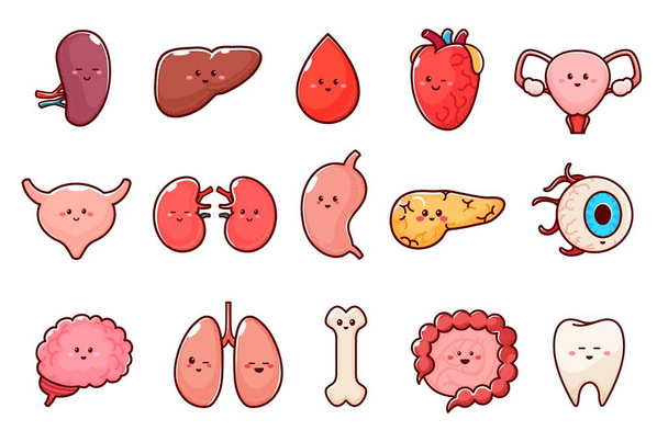 Zeichentrickfiguren menschlicher Körperorgane. Isolierte Vektorniere, Leber, Bluttropfen und Herz. Gebärmutter, Blase und Lunge, Magen oder Bauchspeicheldrüse, Augapfel, Gehirn und Knochen, Darm, Zahnanatomie Persönlichkeiten - Vektor, Bild
