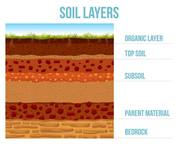 土壌層のインフォグラフィック、地球地質形成岩盤、親材料、地下、トップ土壌や有機層の断面地面や地下漫画の表面。ベクトルインフォグラフィック - ベクター画像