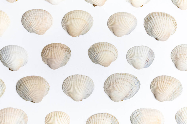 Overhead of many sea shells on white background - Foto, Imagen