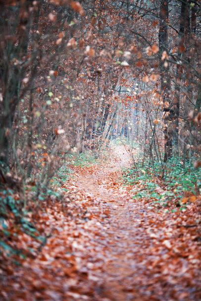 autunno sfondo con alberi e foglie - Foto, immagini