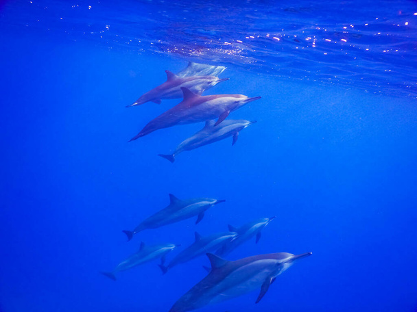 все дельфины, плавающие на поверхности в голубой воде во время погружения - Фото, изображение