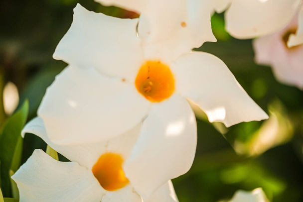 Dipladenia bush wit met bloeiende bloemen. Hoge kwaliteit foto - Foto, afbeelding