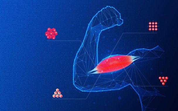 Lihaskudosta Engineering Concept - Yhdistetty käyttö solujen ja telineiden suunnittelu terapeuttinen lihaskudoksen implantit - Kuvitus - Valokuva, kuva