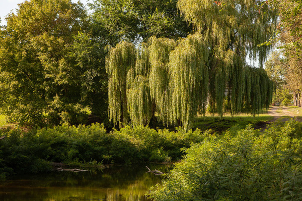 Willow branches bend over the water in the park above the river - Zdjęcie, obraz