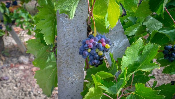 cachos de uvas pretas prontas para a colheita - Foto, Imagem