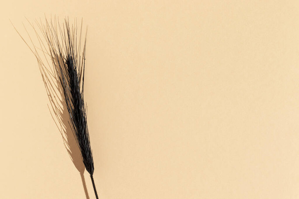 Black wheat ear on a beige background. Wheat spikelet. - Photo, Image