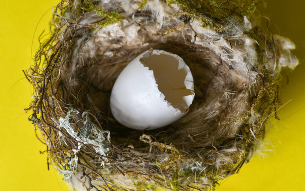 Маленьке дике вилуплене яйце і гніздо на жовтому тлі
 - Фото, зображення