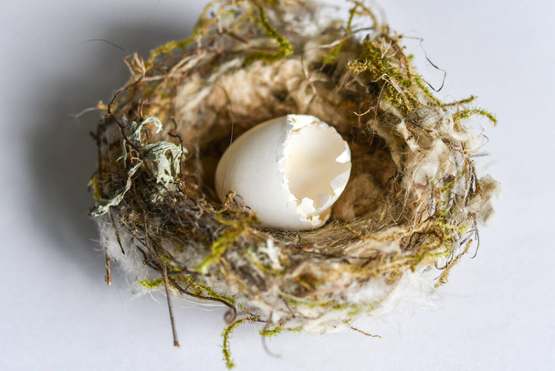 Um pequeno ovo eclodido selvagem e ninho no fundo branco - Foto, Imagem