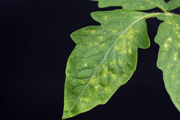 Yellow and white spots on tomato leaves. Plant diseases during the cultivation of vegetables. - Photo, Image