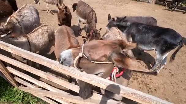 Domestic donkey, ass. Many donkeys standing in paddock at donkey farm. Donkey muzzle head close up. Donkey farm. Corral for livestock. Animal husbandry. Domestic animals. Livestock industry breeding - Záběry, video