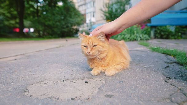 Мужская рука крупным планом гладит бездомного рыжеволосого кота, который отдыхает на дороге. Добровольцы и животные
. - Фото, изображение
