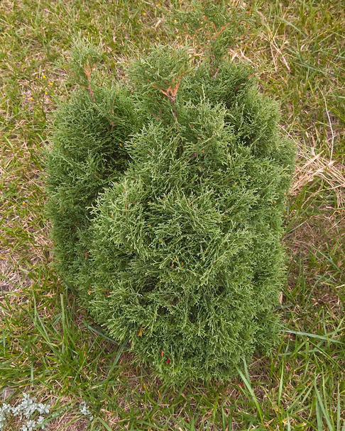 Thuja occidentalis Danica - outdoor plant, small shrub, - Photo, Image