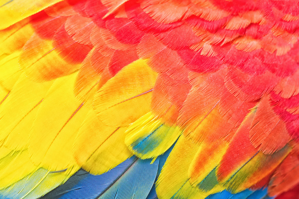 Колоритное перо ара
 - Фото, изображение