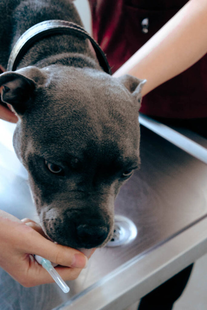 roztomilý nemocný pes čeká na veterináře - Fotografie, Obrázek