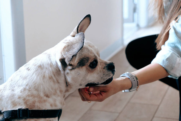 милий хворий собака чекає ветеринара
 - Фото, зображення