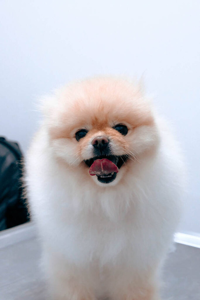 cute sick dog waiting for the vet - 写真・画像