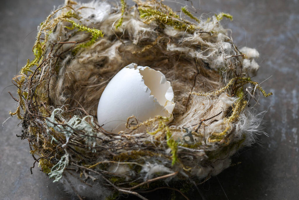 close-up ou macro de um pequeno ovo eclodido selvagem e ninho - Foto, Imagem