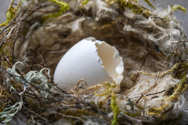 close-up ou macro de um pequeno ovo eclodido selvagem e ninho - Foto, Imagem