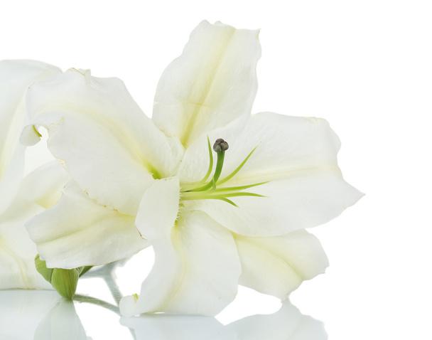 Beautiful lily isolated on white - Photo, image