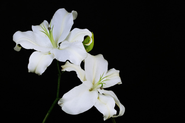 Beautiful lily isolated on black - Foto, imagen