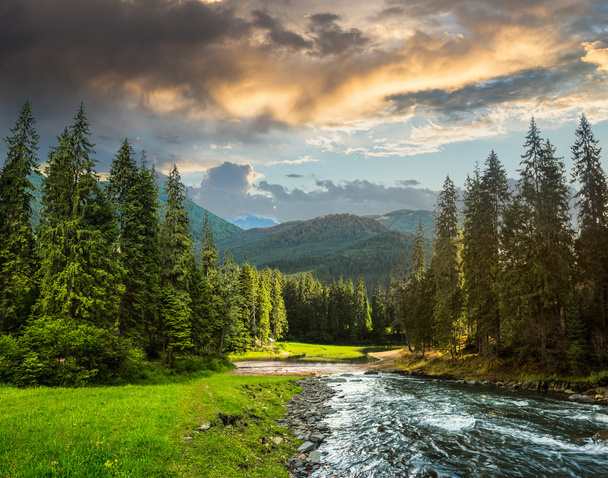 Mountain river in pine forest - Φωτογραφία, εικόνα