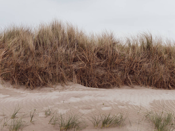 Gąsienice na brzegu, niebo. Roślinność przybrzeżna, krajobraz, trawa na piasku. - Zdjęcie, obraz