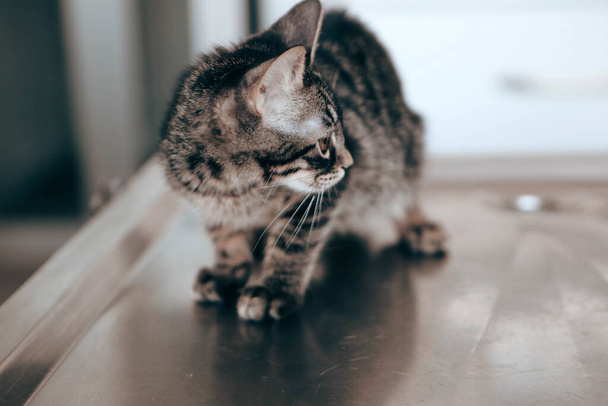 carino gatto malato in attesa per il veterinario - Foto, immagini