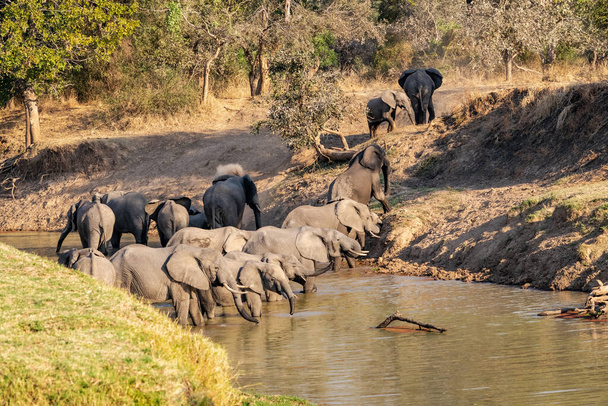 Afrika nehrinin sularını geçen devasa bir fil grubunun inanılmaz yakın çekimi. - Fotoğraf, Görsel