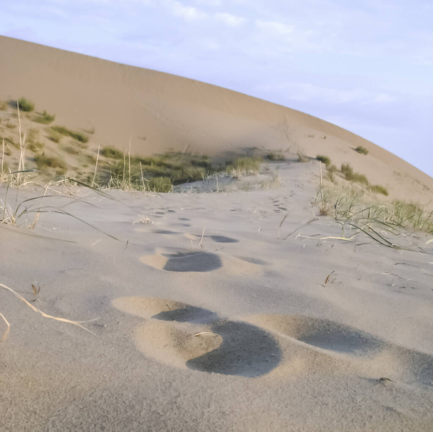 Сліди на піщаному схилі дюни Сарикума, невелика рослинність пробивається крізь пісок. - Фото, зображення
