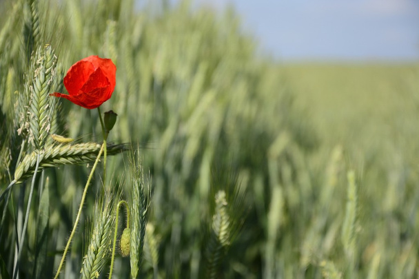 Сельский пейзаж - красные маки
 - Фото, изображение