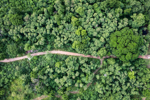 Vista aérea del árbol perenne verde forestal en la selva tropical. Concepto de huella de carbono y descarbonización - Foto, imagen