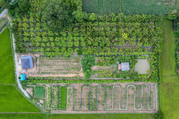 Vista superior de la hilera agroforestal de plantación mixta de plantas y frutas en tierras cultivadas en el campo. Agroindustria, concepto de agricultura sostenible - Foto, imagen