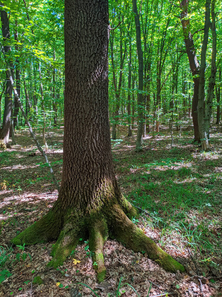 dubový kmen v lese - Fotografie, Obrázek