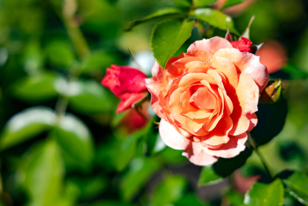 Delicato profumato fiore di rosa crema bella fioritura su un cespuglio tra le foglie di smeraldo in giardino in estate. - Foto, immagini