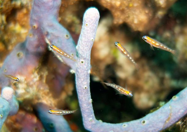 Masked Gobies (Coryphopterus personatus) in Cozumel, Mexico - Photo, Image