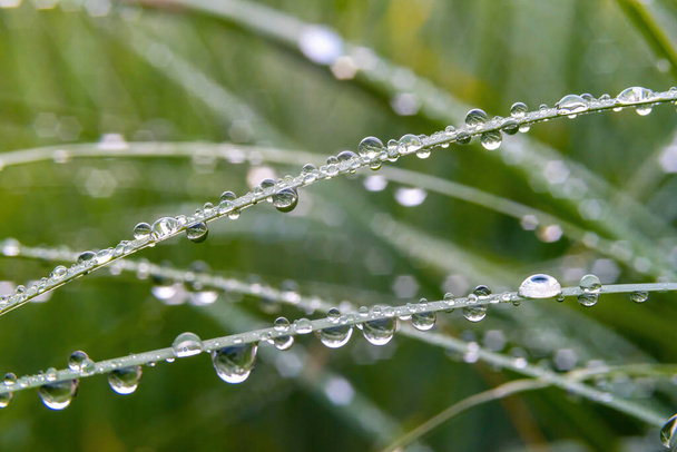 Grass after the rain with drops on it, close-up. selective focus - 写真・画像