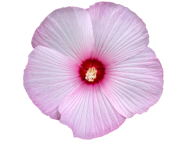 ハイビスカス(マルバシア、ハイビスカス、ハイビスカスの三畳紀)の沼ピンク、深いピンク色の中心と繊細なピンクの葉を持つ花。孤立してる。品種穏やかな性質、カッパーキング、夏の嵐、ピンクキャンディ - 写真・画像