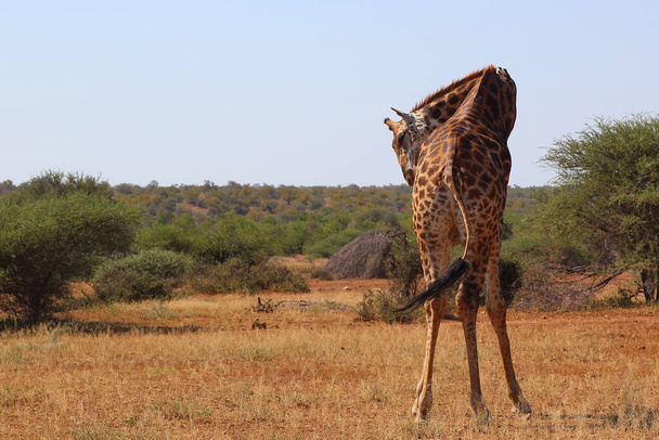 Giraffe / Giraffe / Giraffa camelopardalis - Photo, Image