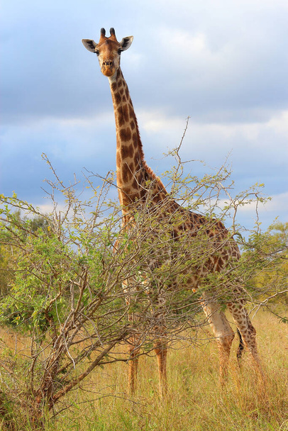 Giraffe / Giraffe / Giraffa camelopardalis - Foto, Imagen